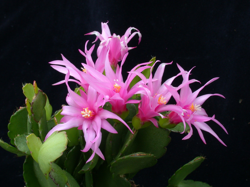 rhipsalidopsis tricky pink 00216