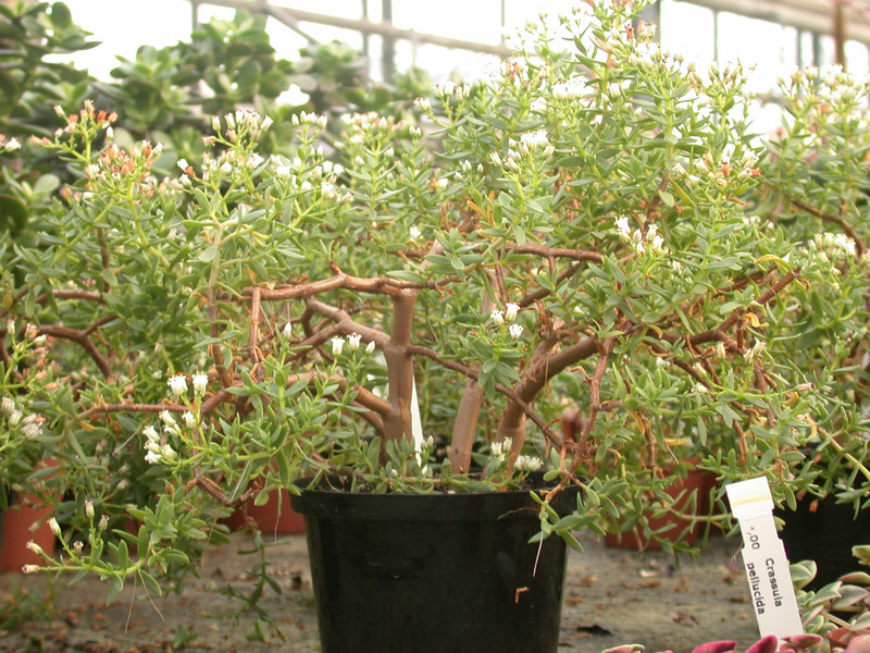 crassula parvisepala 02