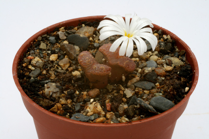 conophytum pelloidum lav26802 okiep 2801