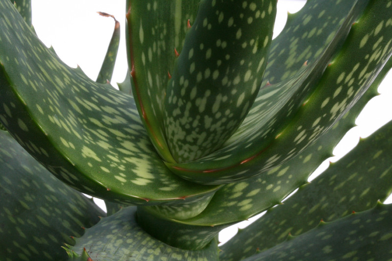 aloe camperi cv cornuta 6712