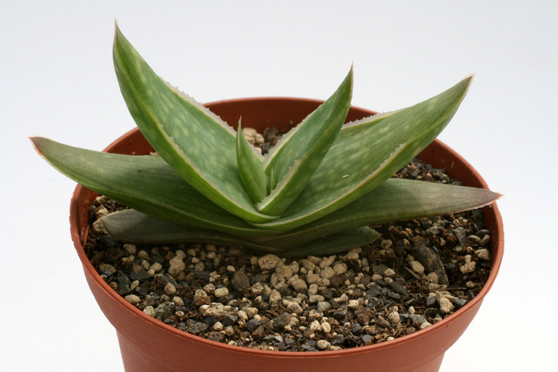 aloe striata 7681