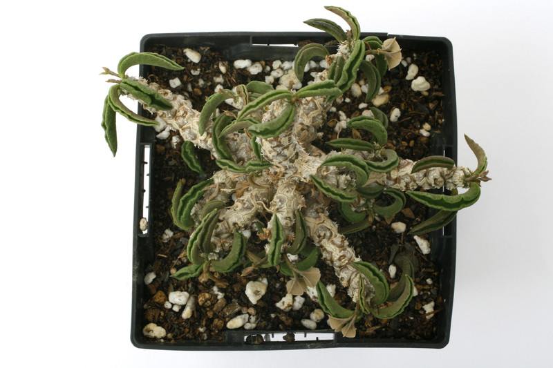 euphorbia cylindrifolia tuberifera 0835