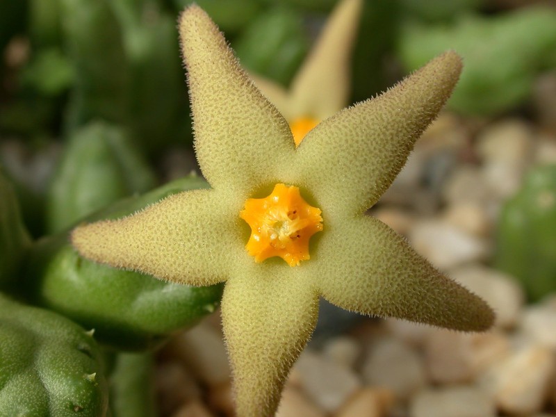 piaranthus geminatus oudshoorn 06