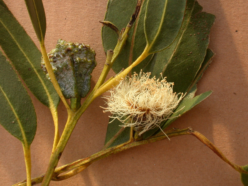 eucalyptus 04