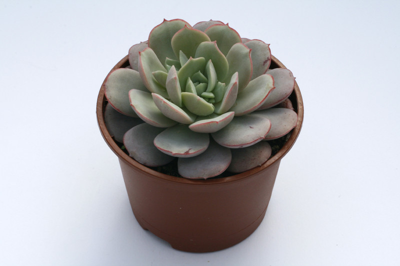echeveria subcorymbosa 7921
