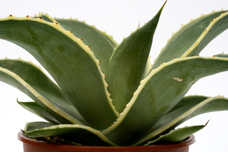 agave celsii multicolor 0695