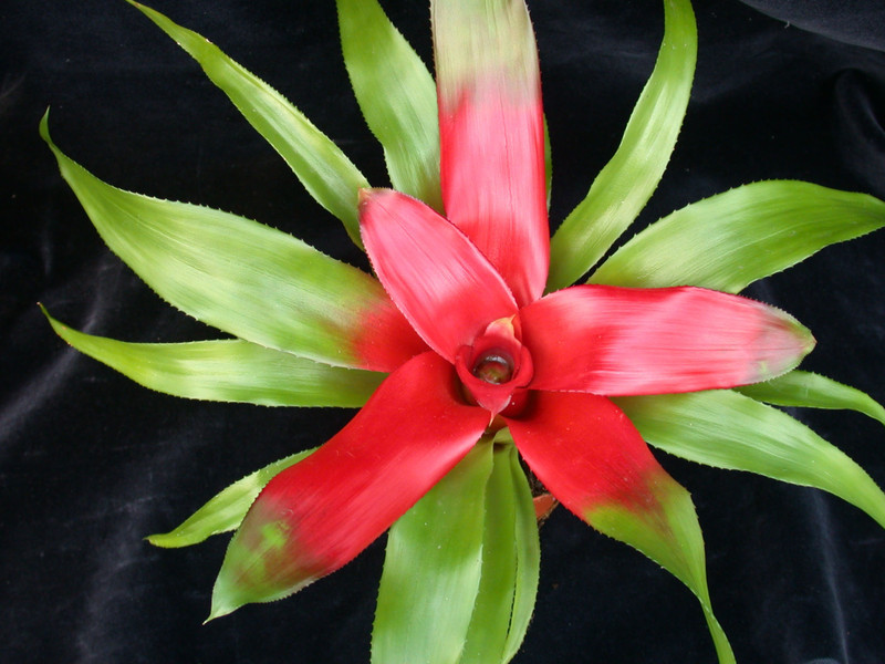 neoregelia meyendorfii 02
