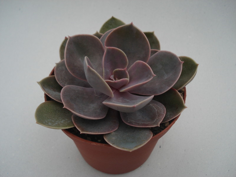 echeveria gibbiflora perle von nuernberg 8371