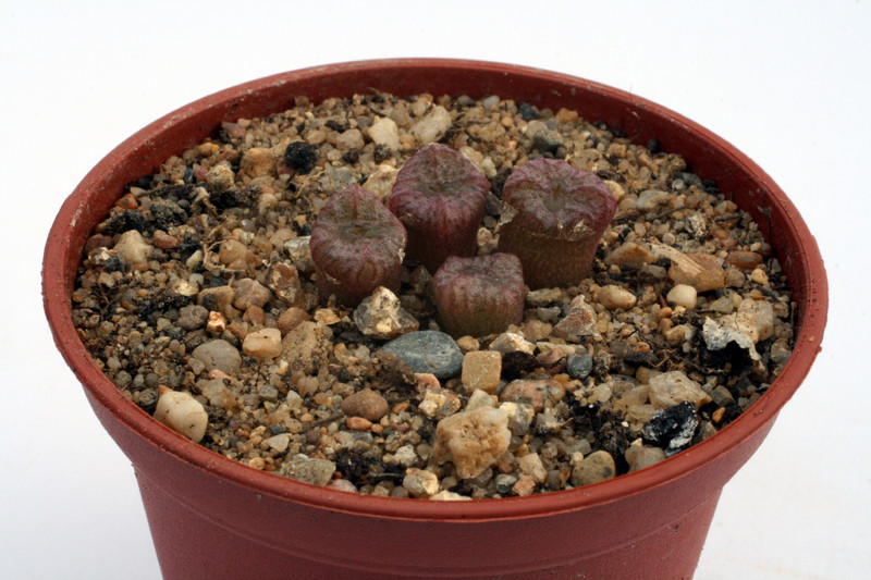 conophytum ectypum brownii ratelpoort 2927