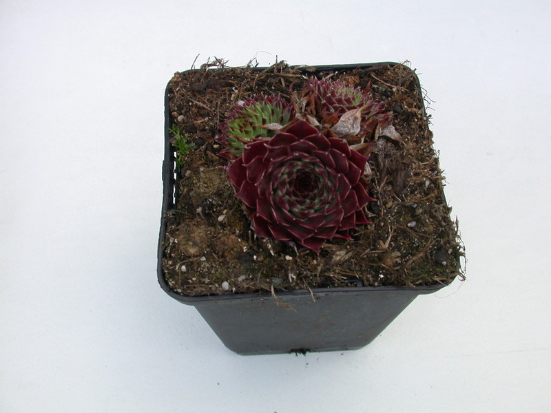 sempervivum calcareum greenii 5771