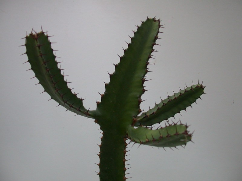 euphorbia cooperi 1371 sm