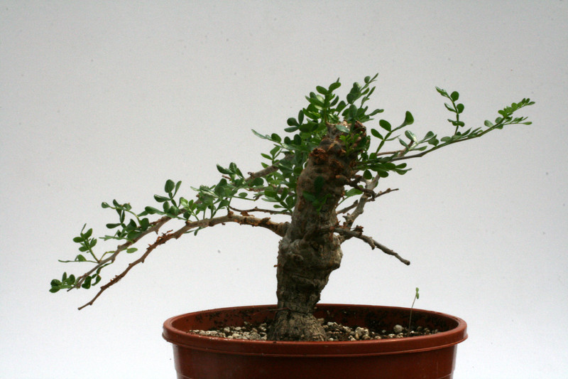 operculicaria decary 9496