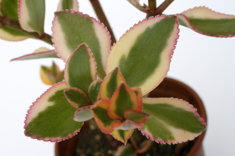 crassula sarmentosa variegata 7164