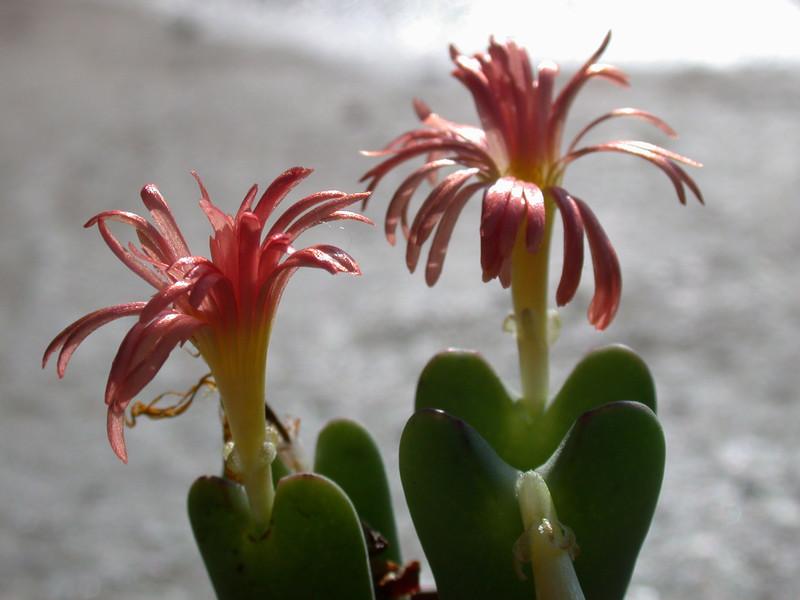 conophytum cupreiflorum1