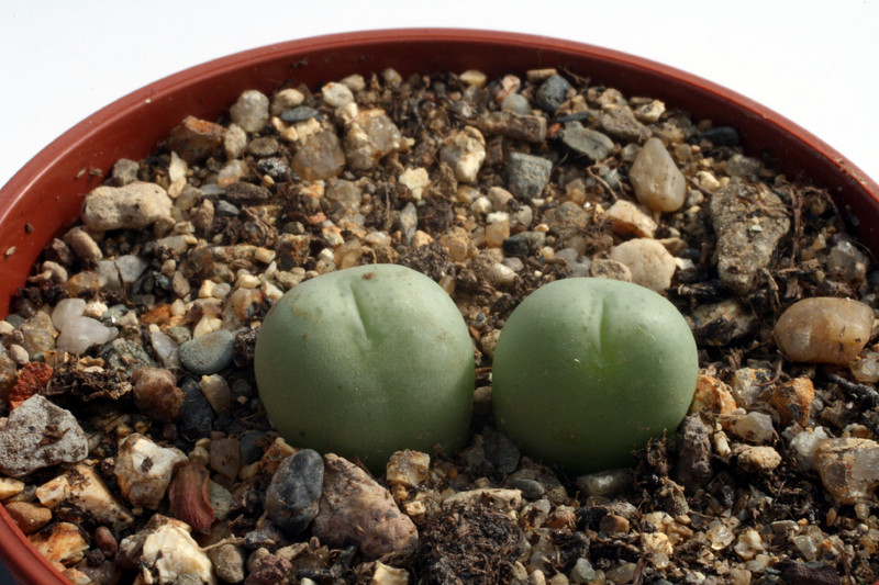 conophytum globosum garies 2915