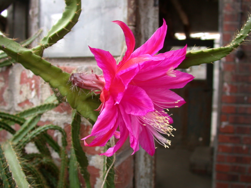 aporocactus fliedery paetz 5276