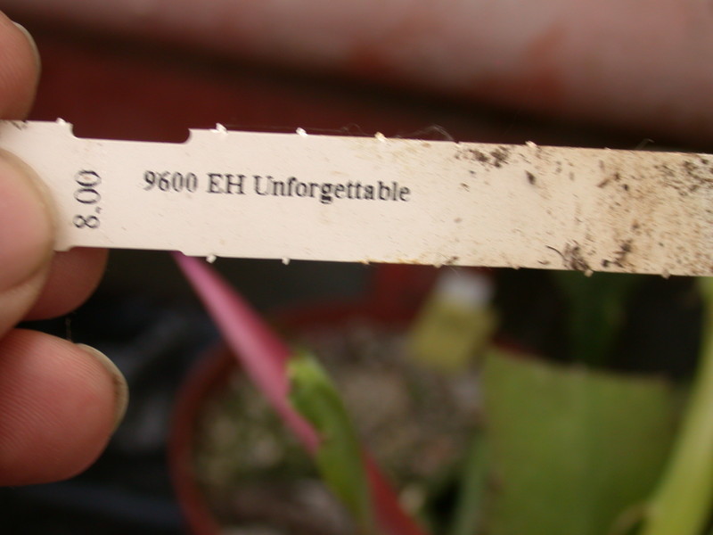 eh unforgettable 9600 658
