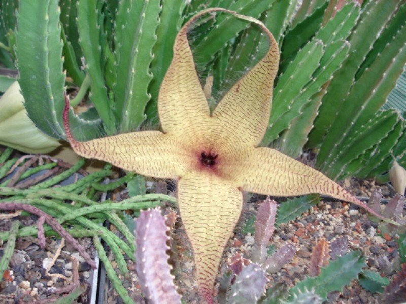 stapelia gigantea 4540