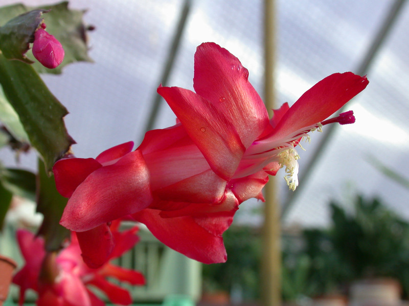 schlumbergera dark marie 05