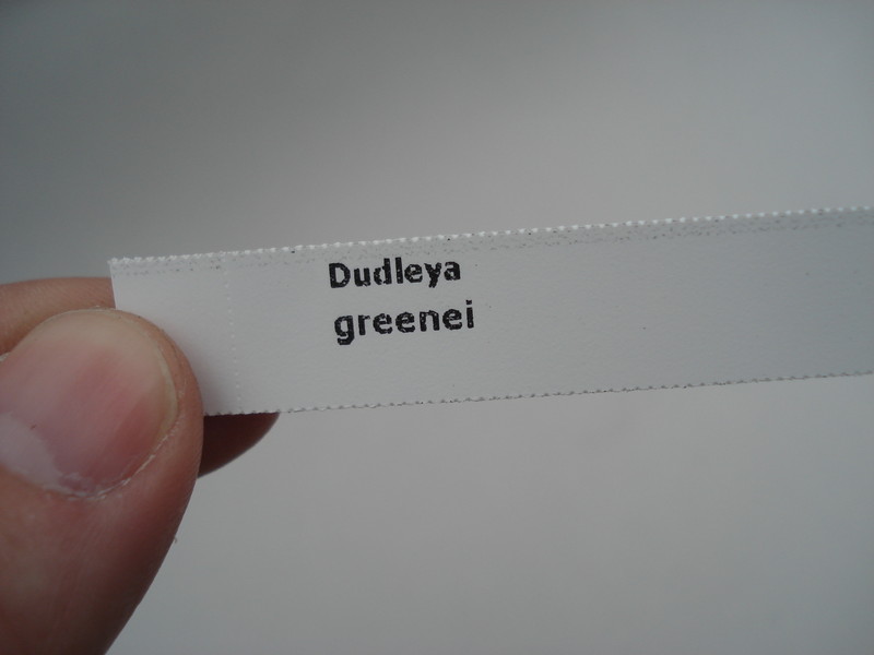 dudleya greenei 8405