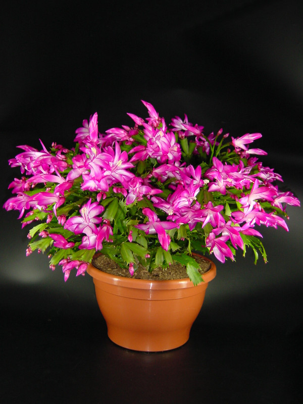 schlumbergera dark eva 07