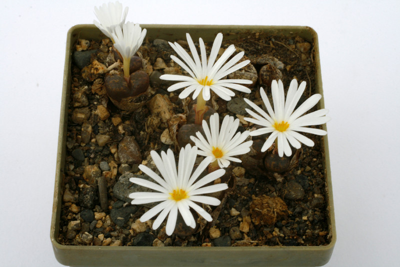 conophytum pellucidum ratelkraal 0887