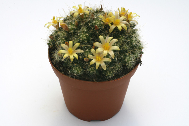 mammillaria surculosa 9749