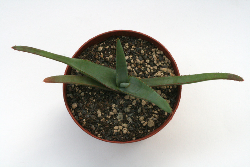 aloe capitata cipolinicola 7713