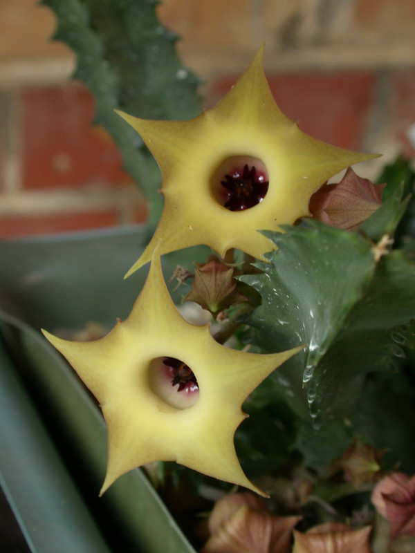 huernia primulina mbb6607 sheilam 02