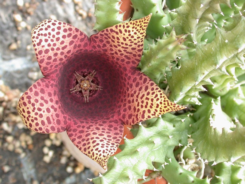 tavaresia barklyi x orbea variegata peh2553 01