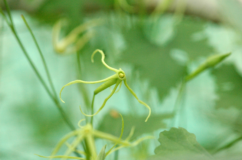 trochomeria macrocarpa 07