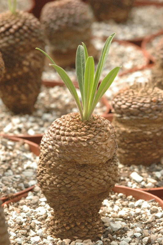euphorbia bupleurifolia 02