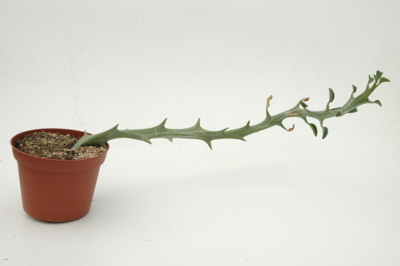 euphorbia hamata 02