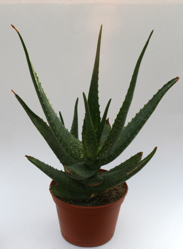 aloe camperi cv cornuta 6710