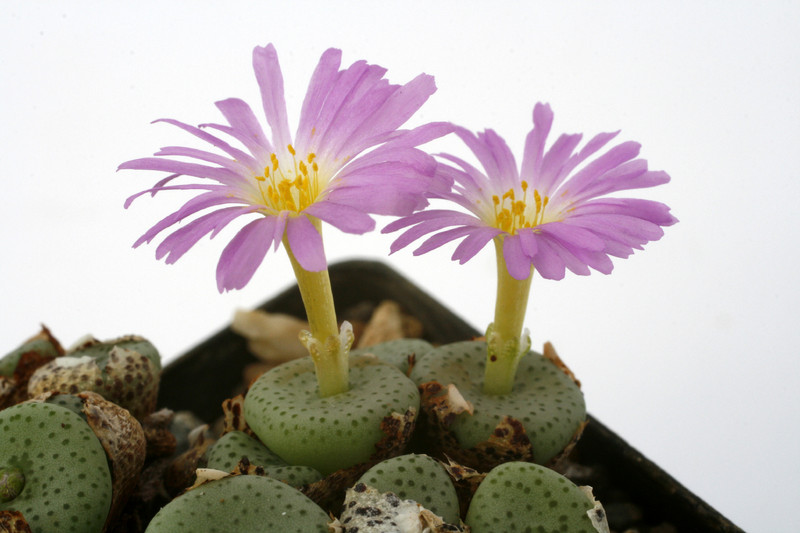 conophytum ruschii sb1114 0896