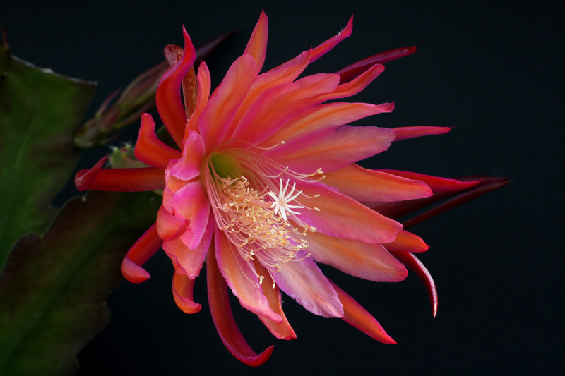 eh coral dance 5804 1446