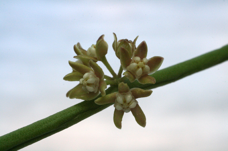 sarcostemma vanlessenii 9889