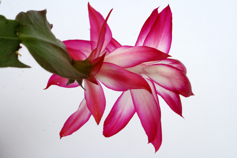 schlumbergera bristol rose ve 1610