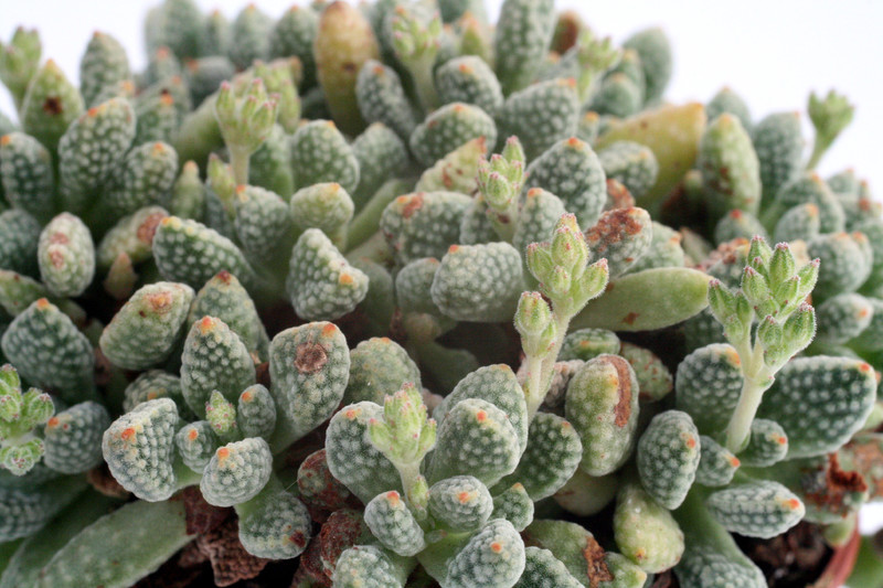 crassula ausensis titanopsis 0217