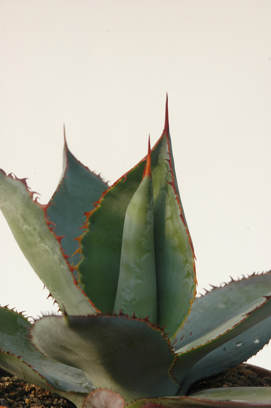 agave bovicornuta la oscta 8429