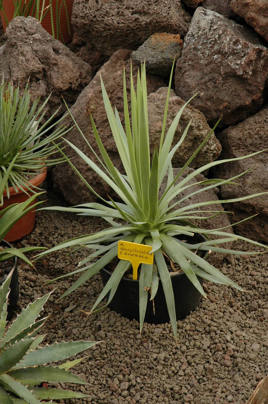 agave dasylirioides dealbata