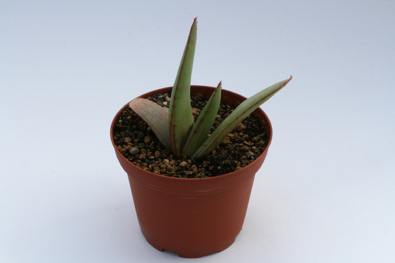 aloe aculeata 6663