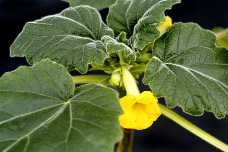 uncarina roeoesliana 15