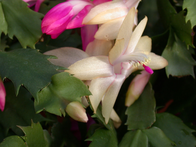 schlumbergera gold charme 01