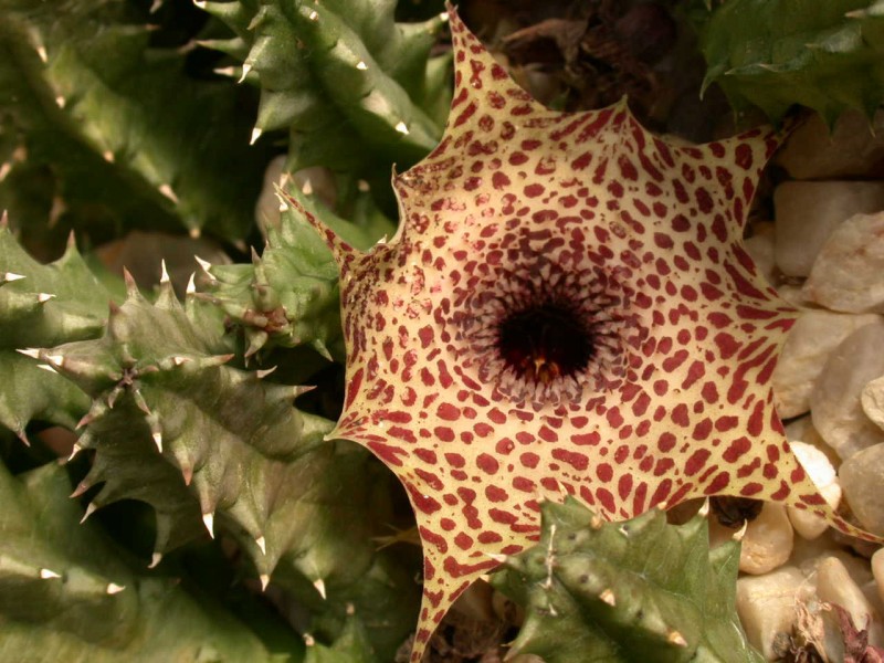 huernia reticulata 01