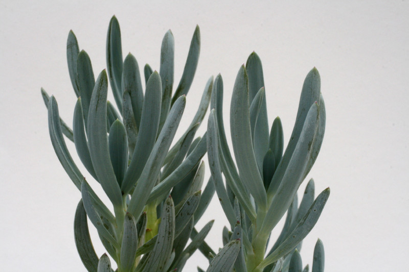 senecio serpens 7547