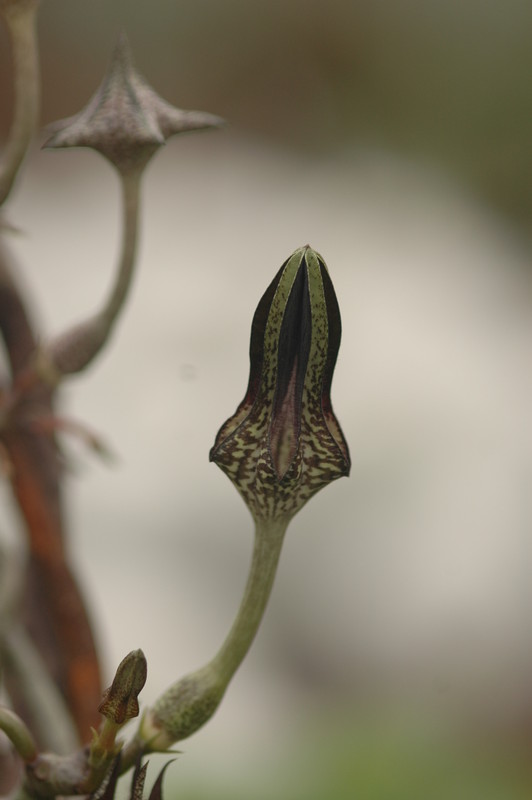 ceropegia stapeliaeformis 8758