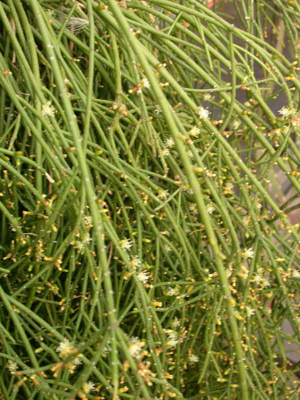 rhipsalis cribrata burchellii 01