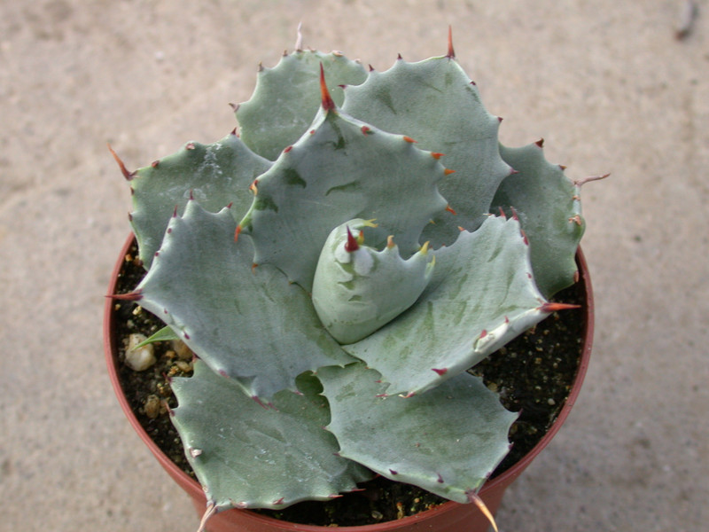 agave shoji rijin 01