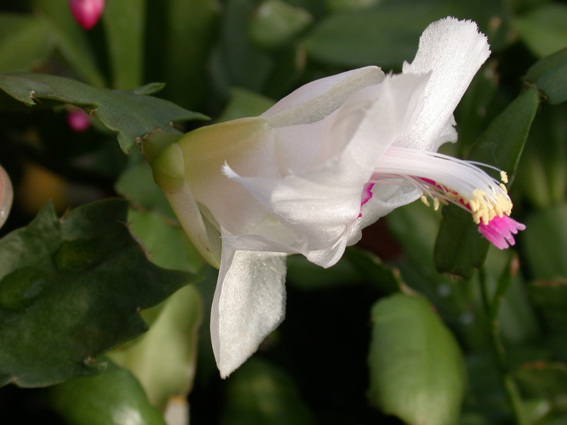 schlumbergera aspen 01